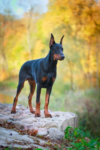 Cão animal — Fotografia de Stock