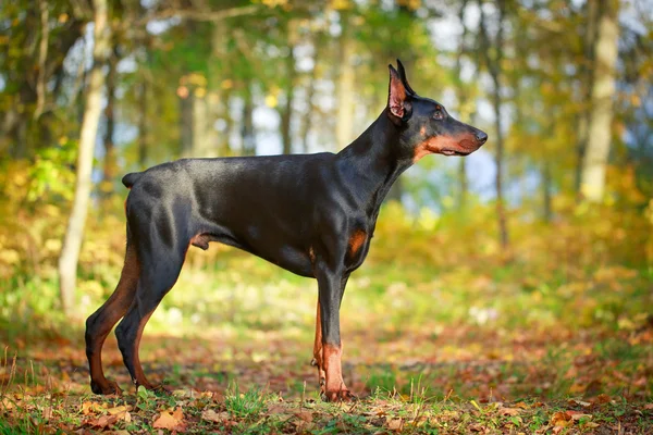 Animal Dog — Stock Photo, Image