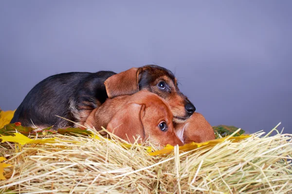 Djur hund — Stockfoto