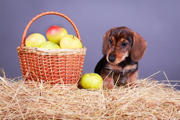 Djur hund — Stockfoto