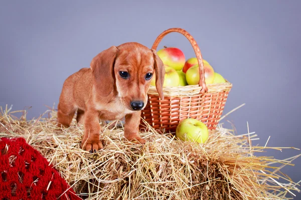 Animal Dog — Stock Photo, Image