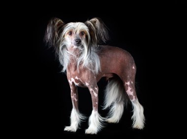 hayvan köpek