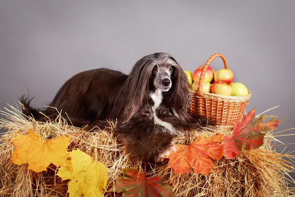 Dyrehund – stockfoto