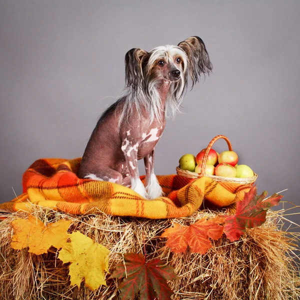 Animal Dog — Stock Photo, Image