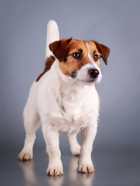 Animal Dog — Stock Photo, Image