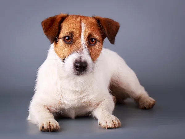 Perro animal — Foto de Stock