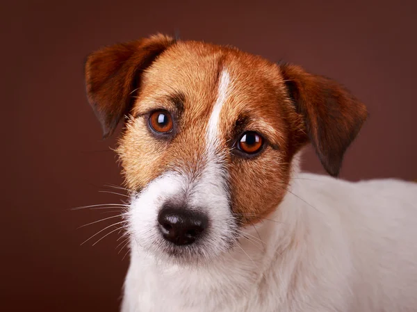 Perro animal — Foto de Stock