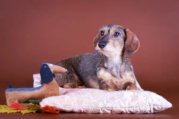 Djur hund — Stockfoto