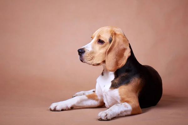 Cane animale — Foto Stock