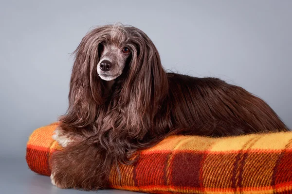 Tierischer Hund — Stockfoto