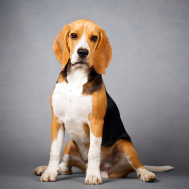 Köpek studio fotoğraf