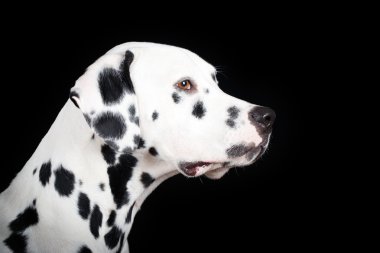 Köpek studio fotoğraf