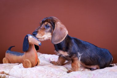 Köpek studio fotoğraf