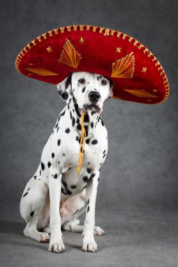 Köpek studio fotoğraf