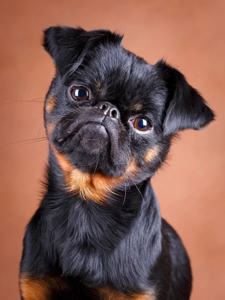 Foto studio anjing — Stok Foto