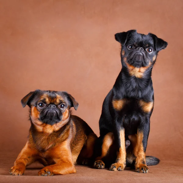 犬のスタジオ写真 — ストック写真
