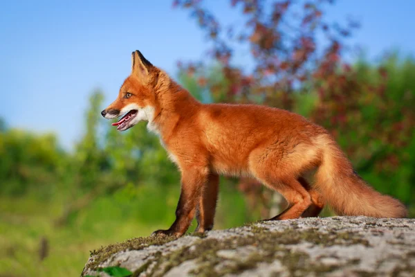 Raposa vermelha na natureza — Fotografia de Stock