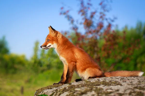 Raposa vermelha na natureza — Fotografia de Stock