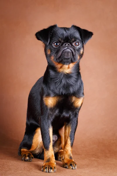 Hond studio foto — Stockfoto