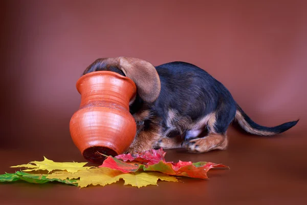 Hund studio Foto — Stockfoto