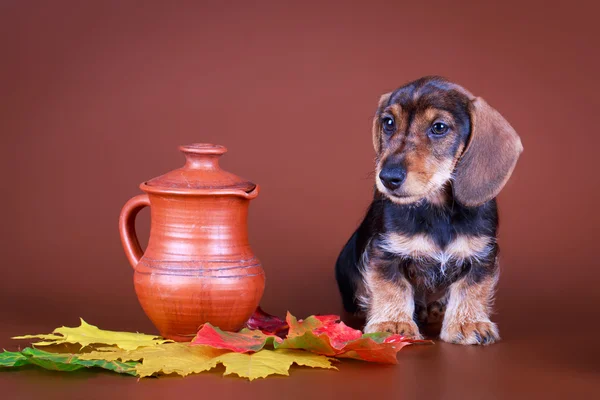 Hund studio Foto — Stockfoto