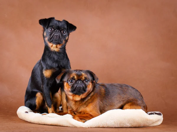 Dog studio photo — Stock Photo, Image