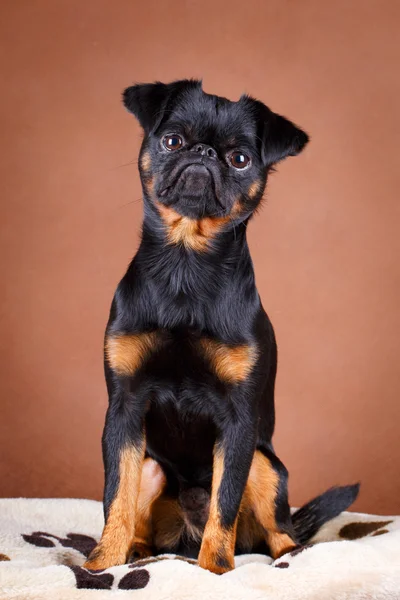 รูปสตูดิโอสุนัข — ภาพถ่ายสต็อก