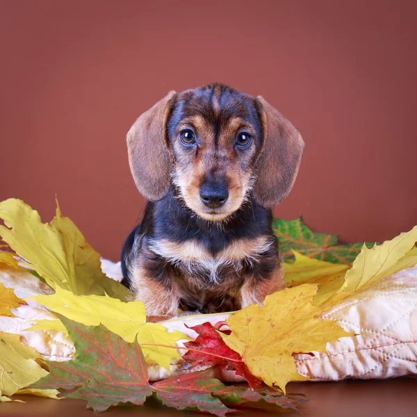 Hund studio Foto — Stockfoto