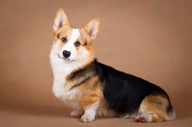 Köpek studio fotoğraf