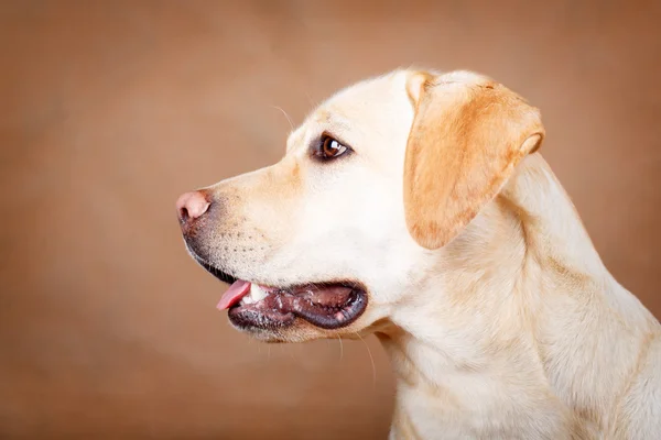 Hund studio Foto — Stockfoto