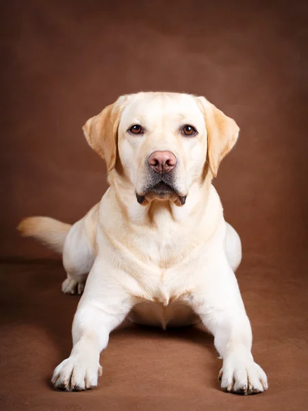 Hund studio Foto — Stockfoto