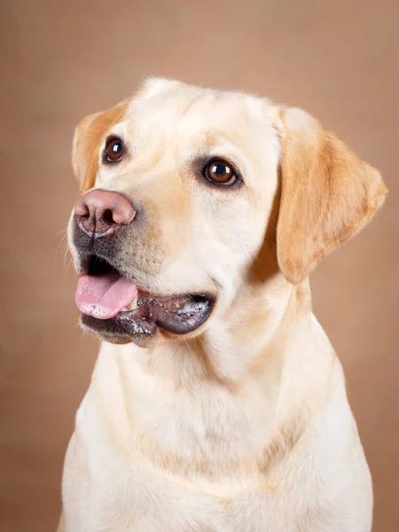 Hund studio Foto — Stockfoto