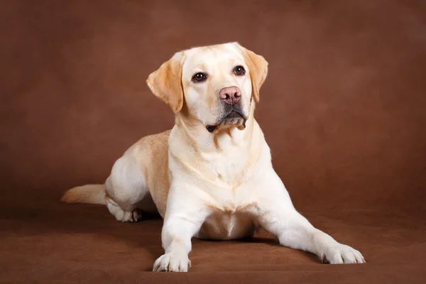 Hund studio Foto — Stockfoto