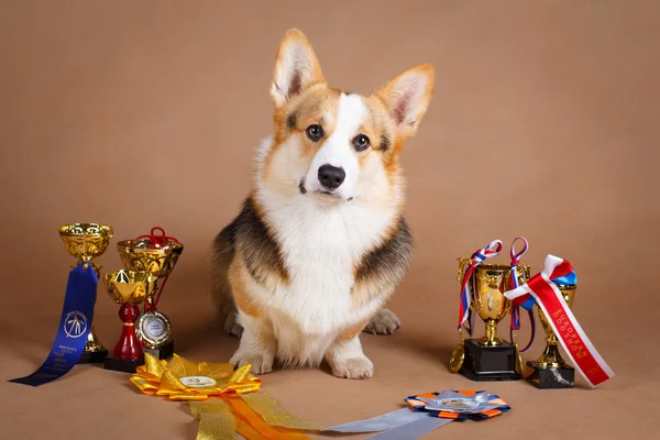 Dog studio photo — Stock Photo, Image