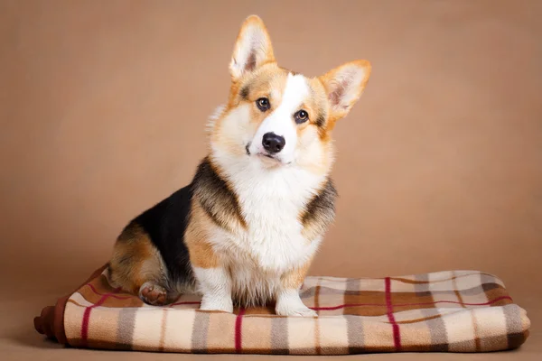 犬のスタジオ写真 — ストック写真