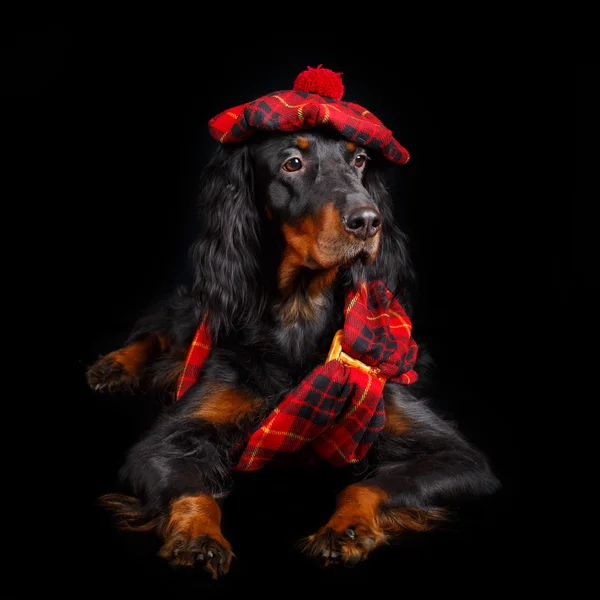 Hond studio foto — Stockfoto