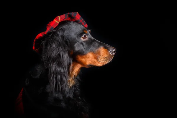 Hundestudiobilde – stockfoto