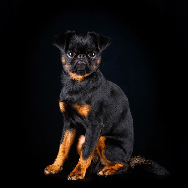 Hund studio Foto — Stockfoto