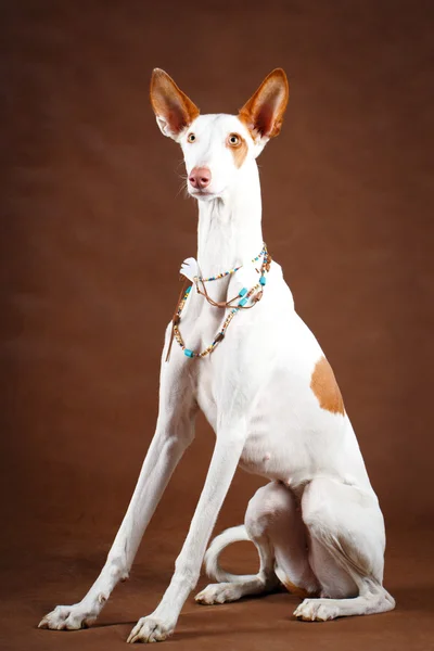 Dog studio photo — Stock Photo, Image