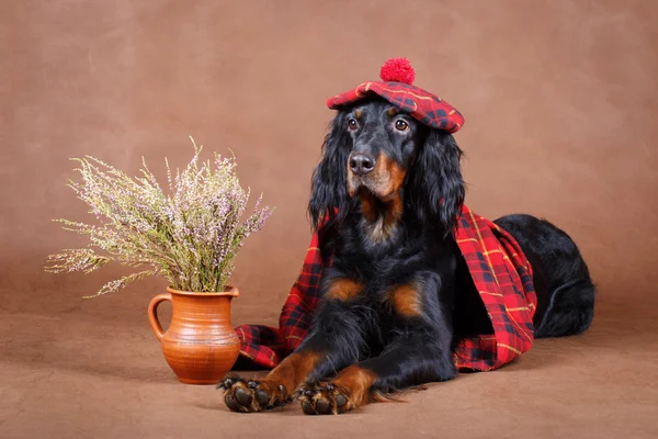 Dierlijk — Stockfoto