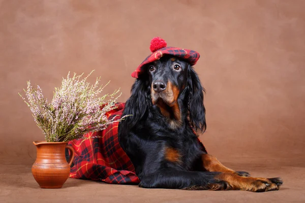 Dierlijk — Stockfoto