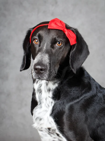 Animais — Fotografia de Stock