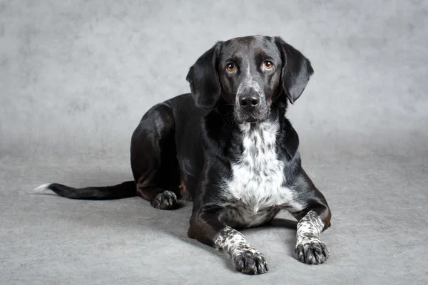 Animali — Foto Stock