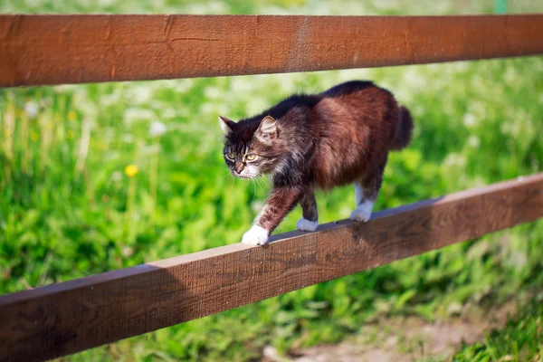 Animais — Fotografia de Stock