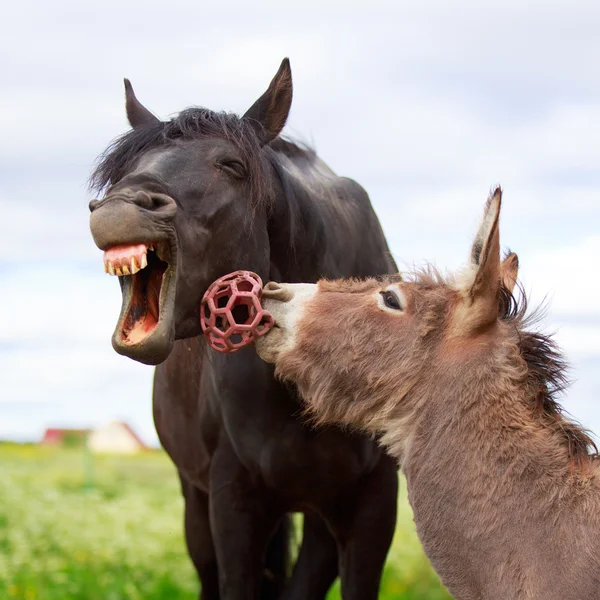 Dierlijk — Stockfoto