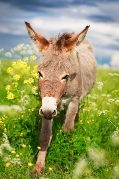 Animales. —  Fotos de Stock