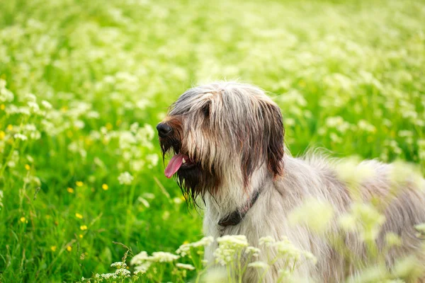 Animali — Foto Stock