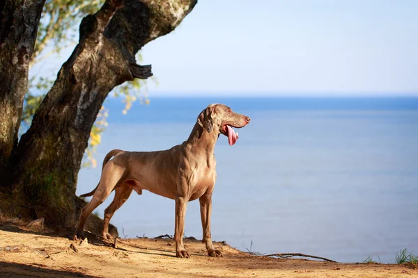 Animais — Fotografia de Stock