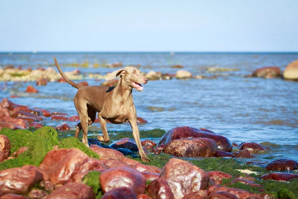 Dierlijk — Stockfoto