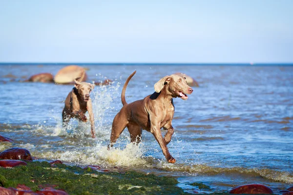 Animal — Stock Photo, Image